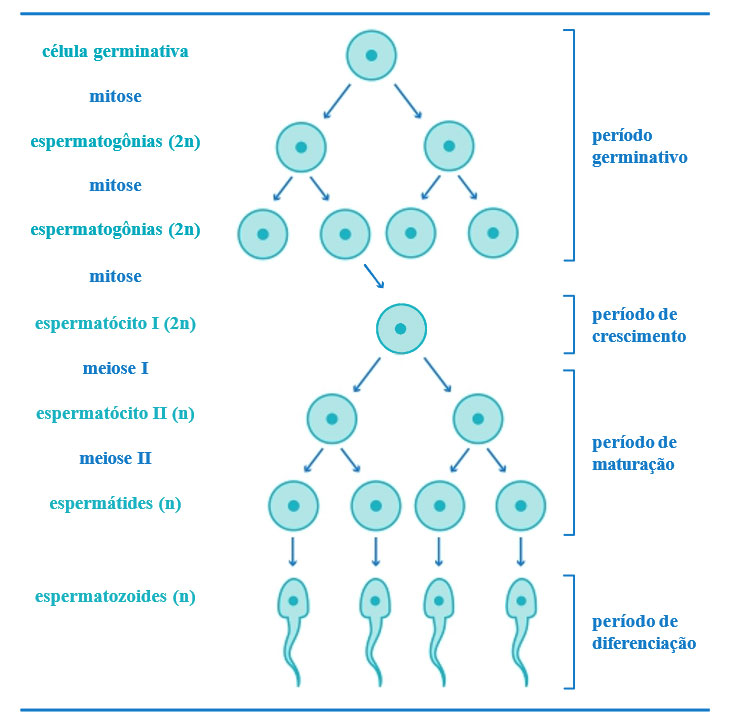Figuras do teste do esperma e de gravidez em fundo coral vivo. conceito  médico
