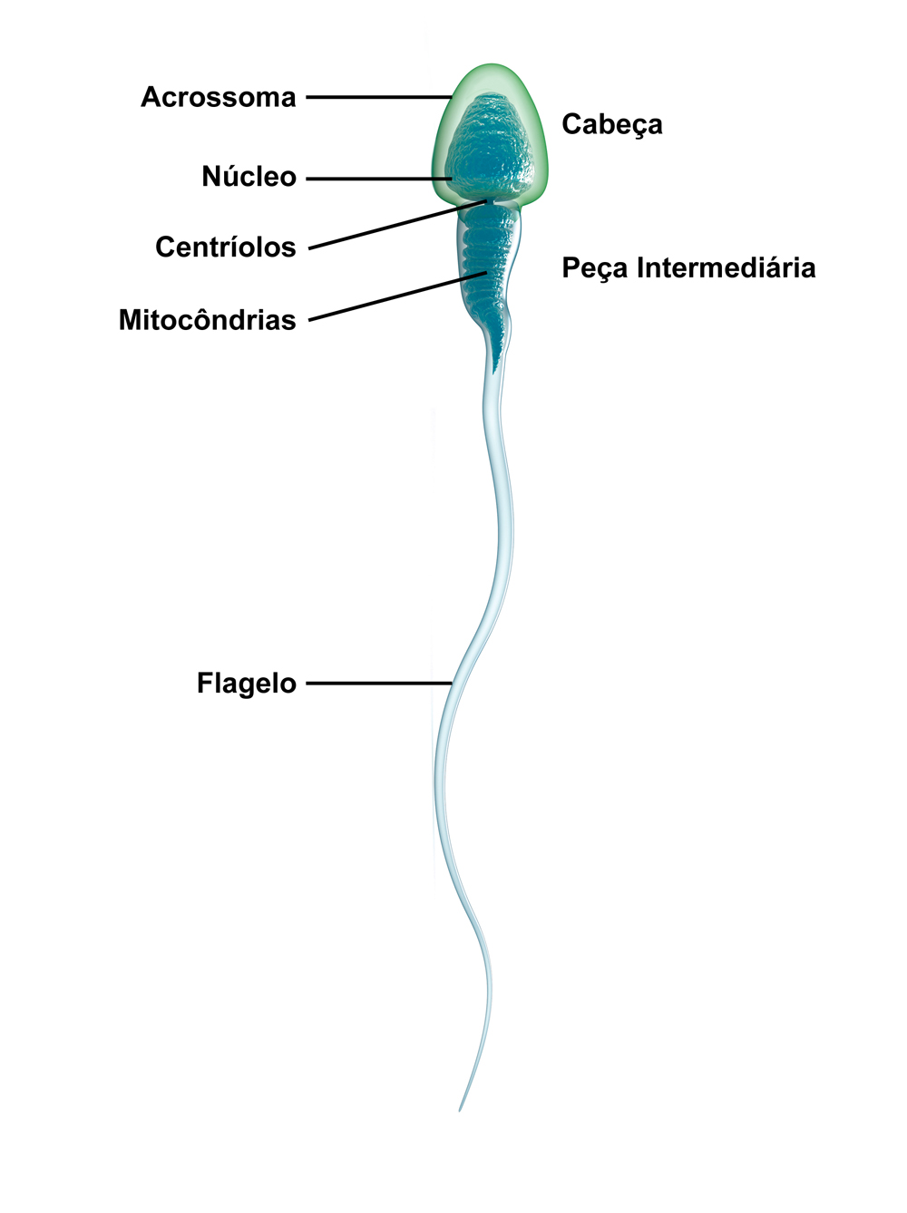 Partes Del Espermatozoide