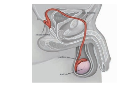 Sistema genital feminino - parte II. Órgãos do sistema genital