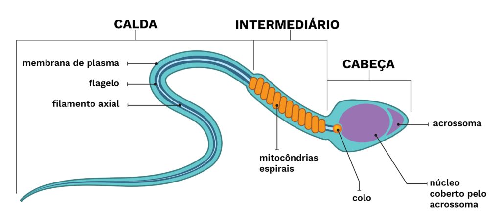 estrutura do espermatozoide